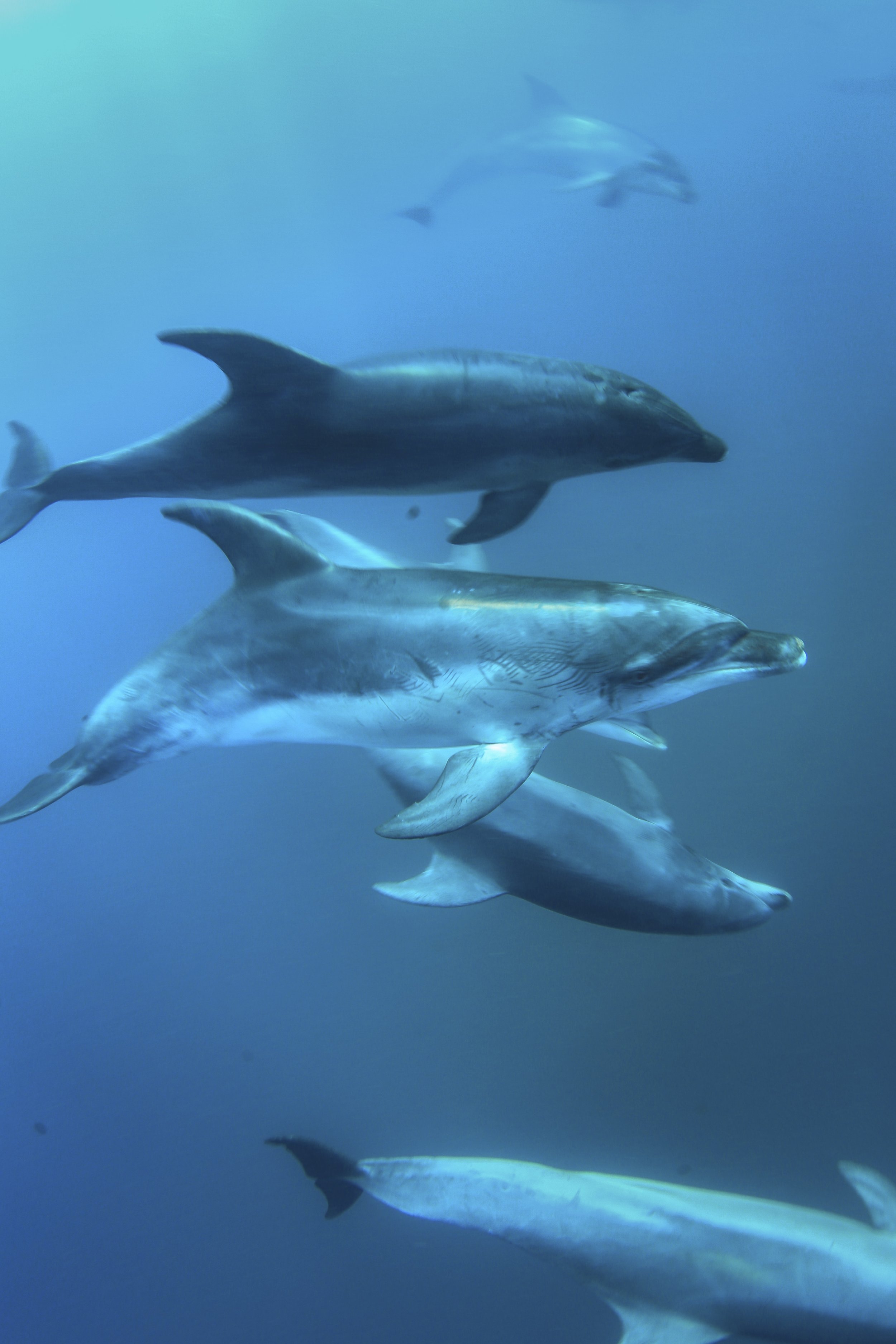 Moonraker Dolphin Swims